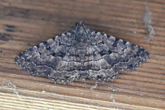 Diatenes aglossoides