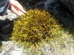 Aciphylla simplex