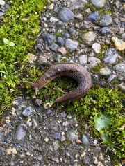 Prophysaon andersonii