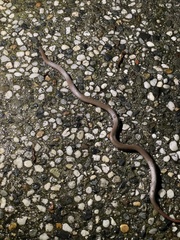 Contia tenuis