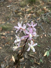 Dipodium pardalinum