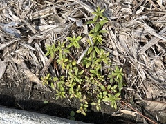Oldenlandia corymbosa