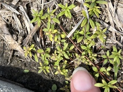 Oldenlandia corymbosa