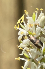 Nemophora sparsella