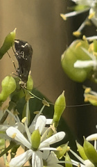 Nemophora sparsella