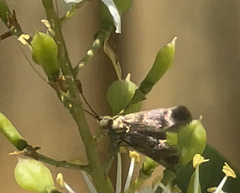 Nemophora sparsella