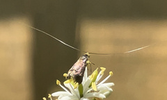 Nemophora sparsella