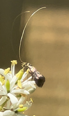 Nemophora sparsella