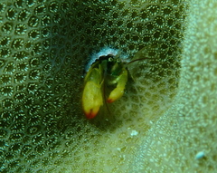 Paguritta corallicola