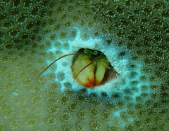 Paguritta corallicola