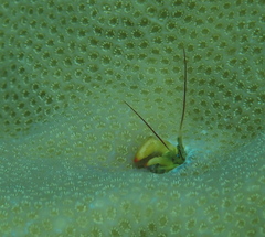 Paguritta corallicola