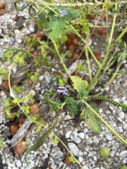 Heliotropium indicum