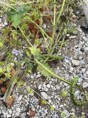 Heliotropium indicum