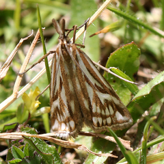 Hednota pleniferellus
