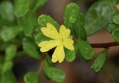 Hibbertia aspera
