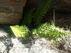 Polystichum cystostegium