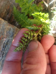 Polystichum cystostegium