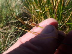 Marsippospermum gracile