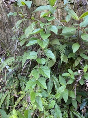 Pericampylus glaucus