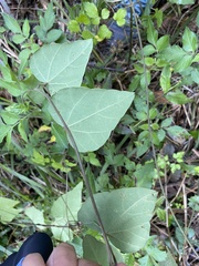 Pericampylus glaucus