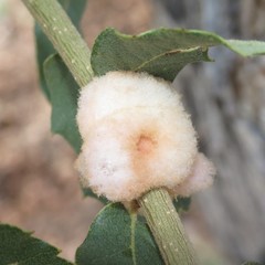 Striatoandricus furnessulus