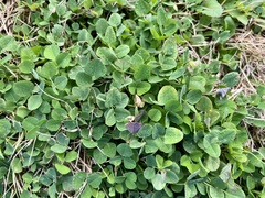 Medicago lupulina