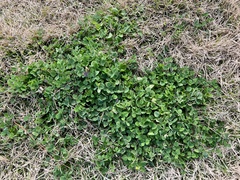 Medicago lupulina