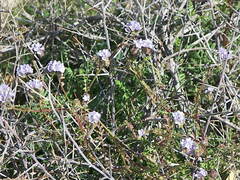 Phacelia distans
