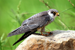 Falco amurensis