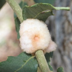 Striatoandricus furnessulus