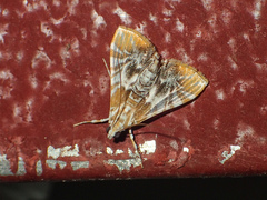 Macaretaera hesperis