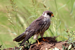 Falco amurensis
