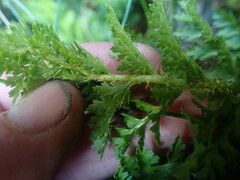 Polystichum cystostegium