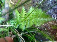 Polystichum cystostegium