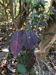 Glochidion philippicum