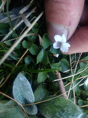 Viola cunninghamii