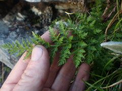 Polystichum cystostegium