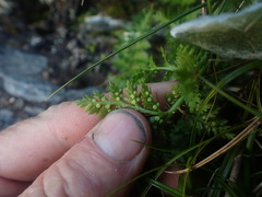 Polystichum cystostegium