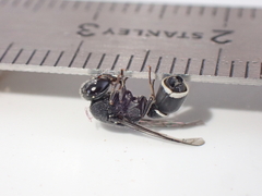 Subancistrocerus