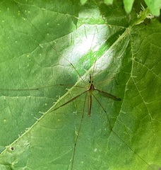 Leptotarsus albistigma