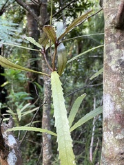 Ixerba brexioides