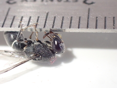 Subancistrocerus