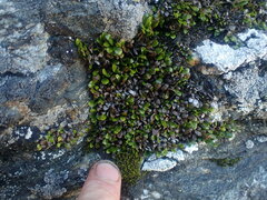 Notogrammitis crassior