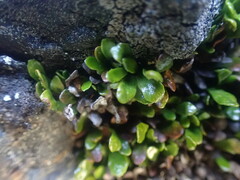 Notogrammitis crassior