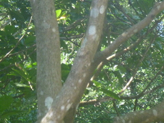 Machilus thunbergii