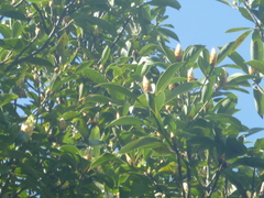 Machilus thunbergii