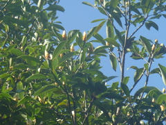 Machilus thunbergii