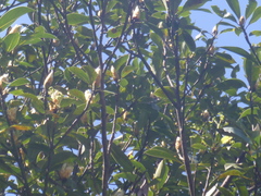 Machilus thunbergii