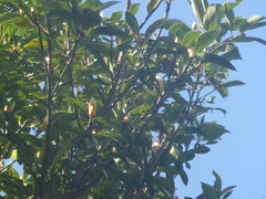 Machilus thunbergii