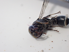 Subancistrocerus